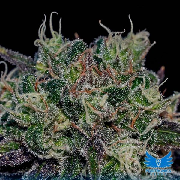 Black widow