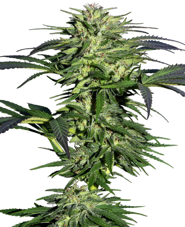 Durban feminizada