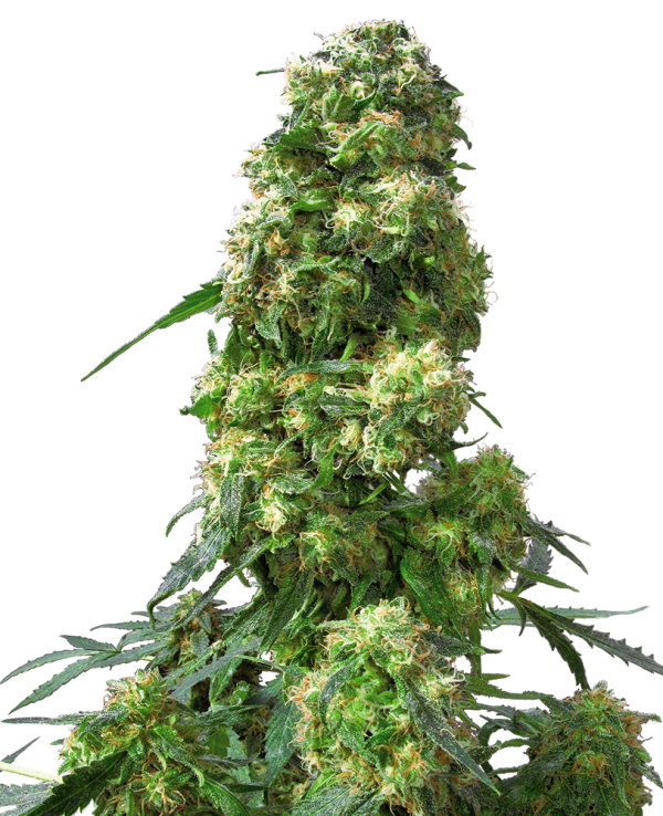 Early skunk feminizada