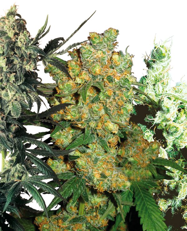 Feminized mix