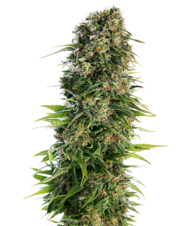 Hindu kush autofloracion