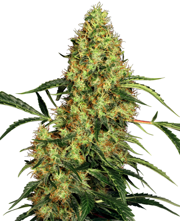 Mexican sativa feminizada