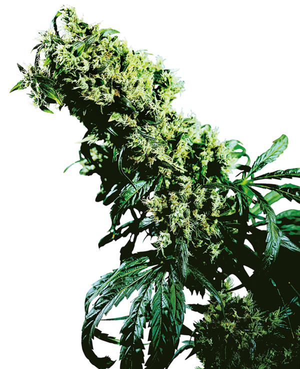 Northern lights 5 x haze feminizada