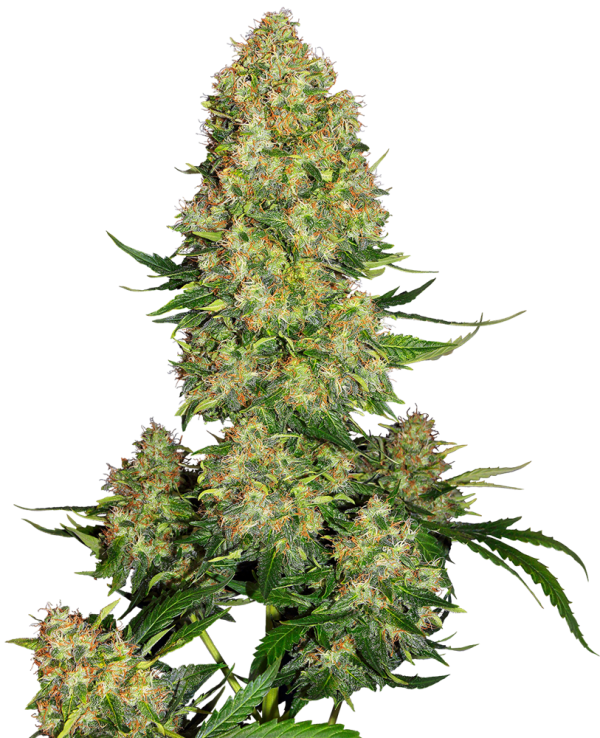 Skunk 1 automatic
