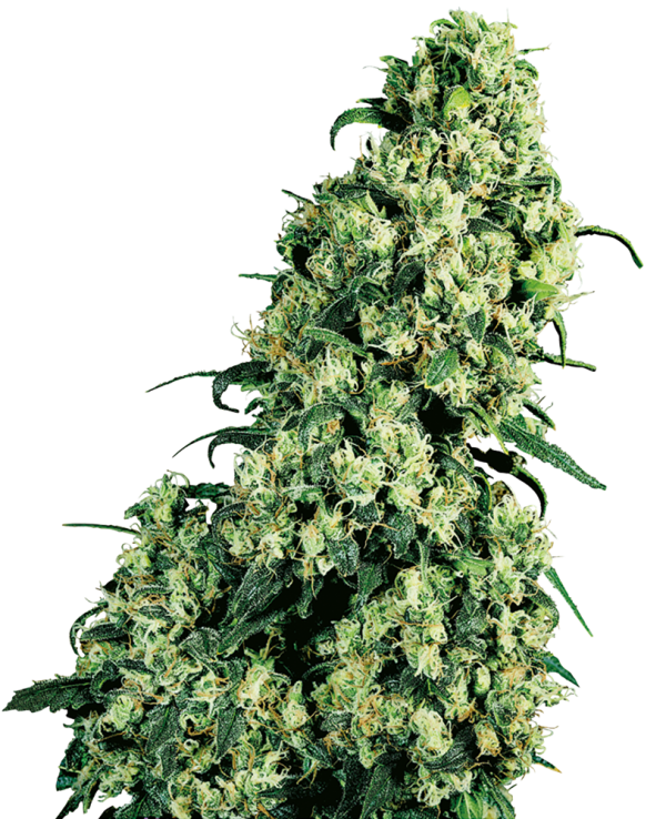 Skunk 1 feminizada
