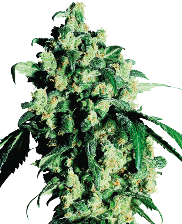Super skunk feminizada