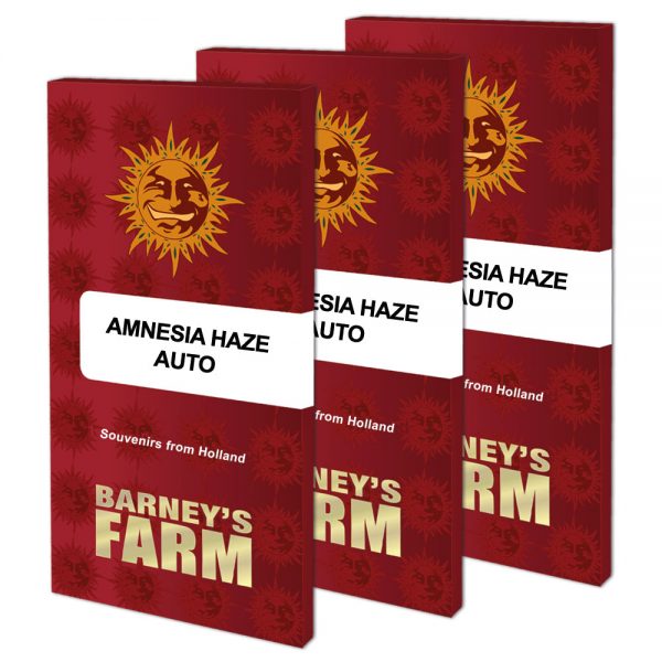Amnesia haze auto packet large seeds