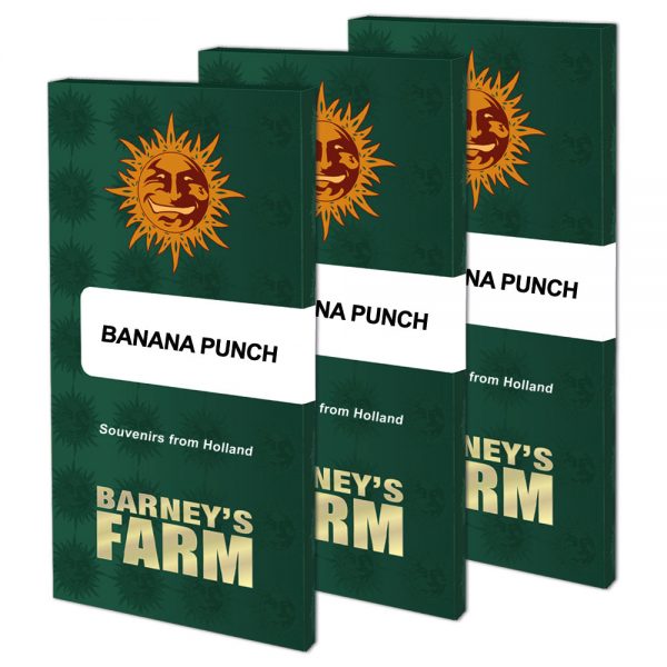 Banana punch packet large seeds