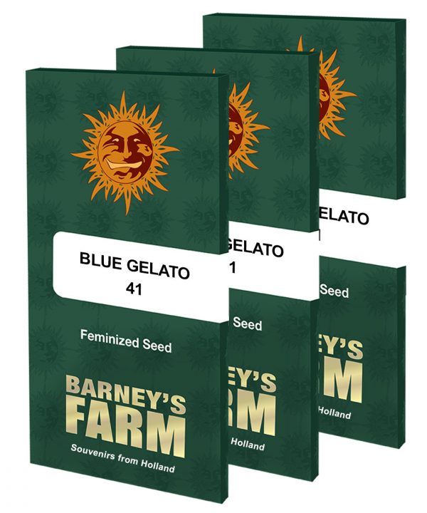 Blue gelato 41 packet large seeds
