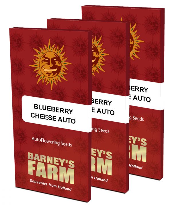 Blueberry cheese auto packet large seeds