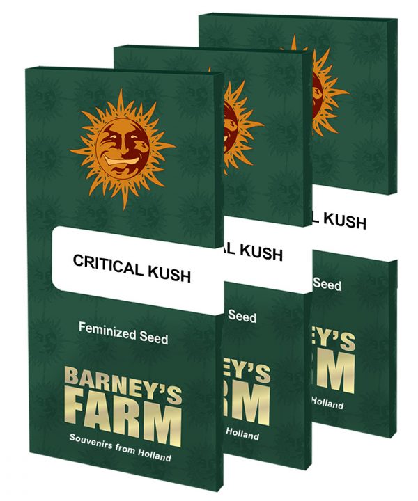 Critical kush packet large seeds