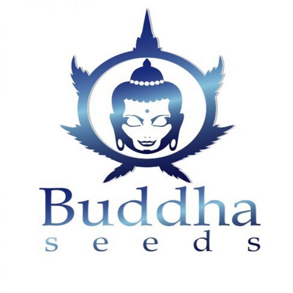 Pulsar feminizada blister buddha seeds bank